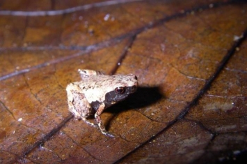 最小的两栖类：马达加斯加发现三个新蛙种