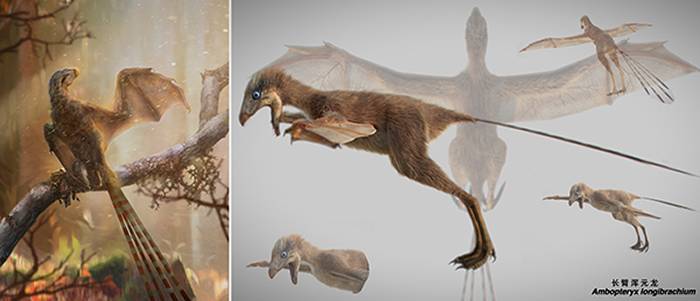 侏罗纪善攀鸟龙类“长臂浑元龙”揭示膜质翅膀在恐龙中的演化