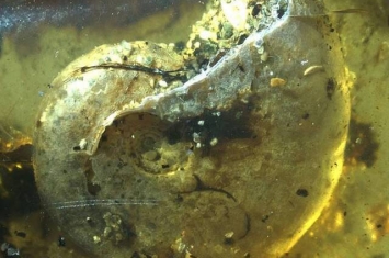 古生物学家首次从缅甸琥珀中发现菊石