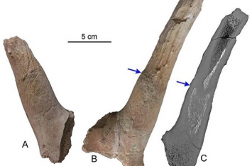 泥河湾盆地发现我国最长的鹿腿化石——布氏真枝角鹿