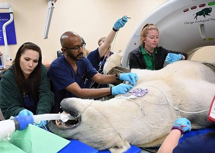 美国伊利诺伊州的布鲁克菲尔德动物园千磅北极熊首次照CT 出动推土机运送