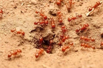 红火蚁是什么
