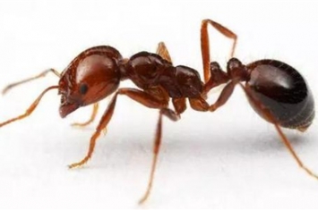 红火蚁的危害是什么