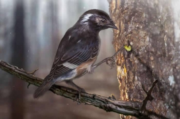 缅甸琥珀中发现古鸟类新物种——陈光琥珀鸟Elektorornis chenguangi