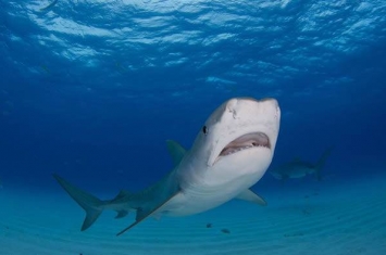 《生态学》杂志：落入水中的候鸟让墨西哥湾虎鲨的伙食变得更加丰盛