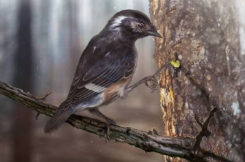 缅甸北部克钦邦胡冈谷地琥珀中发现9900万年前古鸟类新物种 命名为“陈光琥珀鸟”