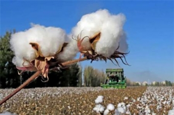 中国什么时候出现棉花的