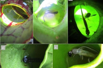 加拿大圭尔夫大学科学家研究发现食肉睡莲吃小蝾螈