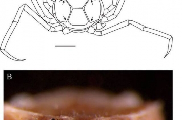 以齐柏林命名的新种膜壳蟹──齐柏林新尖额蟹