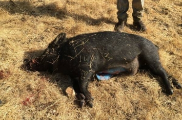 美国猎人捕到野猪 剖开肚子竟是蓝色