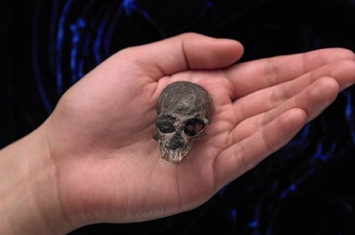 智利猴化石揭示人类大脑的高速演化趋势