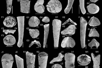 华北地台寒武纪早期软舌螺研究获新进展