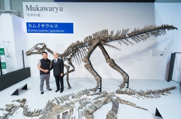 日本北海道出土的恐龙化石属新品种 以日本龙神命名为“神威龙Kamuysaurus japonicus