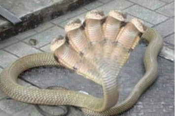 印度惊现五头蛇美人鱼，受神龛香火庇佑的上古神兽(图片)