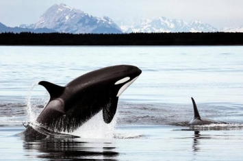 一些基因的丧失为鲸鱼和海豚的祖先提供了在开阔海洋中生存的“超级能力”