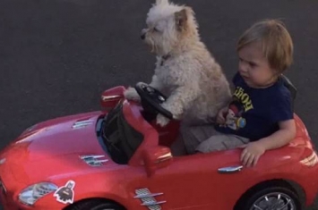 美国一只小狗开玩具车带小主人兜风的视频走红网络