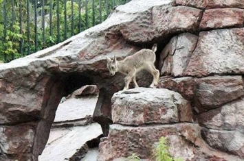 俄罗斯莫斯科动物园诞生一只岩羊