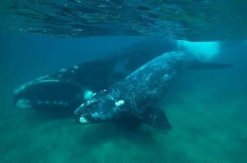 研究发现南露脊鲸发低沉声音 借以保护幼鲸免遭猎食