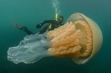 英国康沃尔郡法尔茂斯海岸惊见庞大桶水母