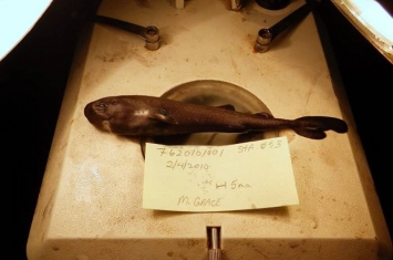 墨西哥湾捕获新品种发光鲨鱼“美国袋鲨” 比普通成年男性手掌还小