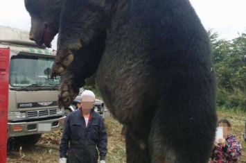 日本北海道惊现400公斤巨大棕熊 7旬猎人称从未见过