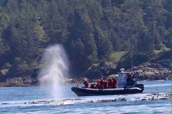 载有27人的观鲸船在加拿大不列颠哥伦比亚省附近海域沉没