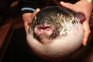 泰国河流多名戏水游客在水中被不明动物咬伤 原来是河豚护卵