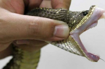 巴西1岁幼童在家玩耍遭遇毒蛇居然将其咬死