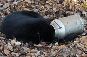 美国马里兰州黑熊头困牛奶罐 动态可爱如小熊维尼