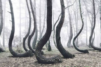 波兰“弯曲森林”（Crooked Forest）里面的松树大部分都弯曲生长