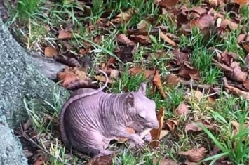 英国公园惊现全身无毛的松鼠