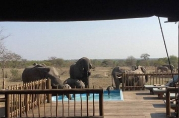 南非一群大象闯进酒店泳池饮用泳池水