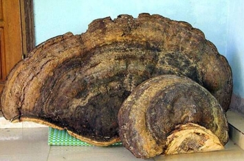 越南北部义安省相阳地区森林中惊现重达70公斤千年灵芝