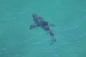 鲨鱼攻击频繁 澳大利亚政府派出无人机追踪鲨鱼行踪