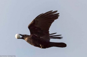 英国根西岛一只乌鸦俯冲叼走高尔夫球迅速飞走 以为是鸟蛋