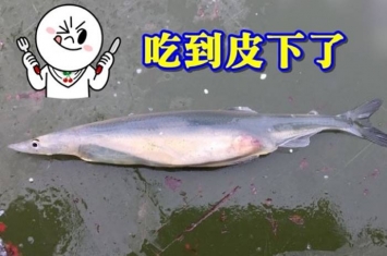 江苏银鱼腹中透视有一条凤尾鱼