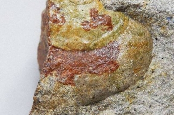 日本新潟县系鱼川市发现1400万年前海螺化石 为解开日本列岛形成过程之谜提供珍贵资料