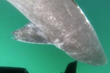 丹麦科学家在北大西洋发现514岁的格陵兰鲨