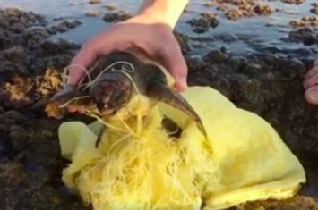 以色列冲浪客救出被垃圾缠绕脖子的小海龟