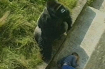 英国男30年前跌落动物园笼子昏迷 大猩猩出现保护他成救命恩人