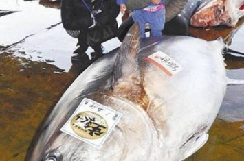 日本捕获417公斤巨型鲔鱼 可做成3000人吃的生鱼片