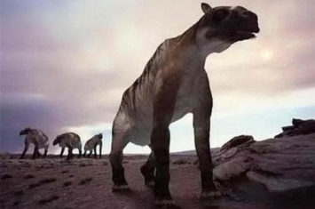 神农架驴头狼的相关记载和演化