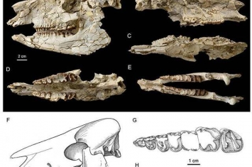 内蒙古二连盆地原始戴氏貘化石和牙齿演化模式研究取得新进展