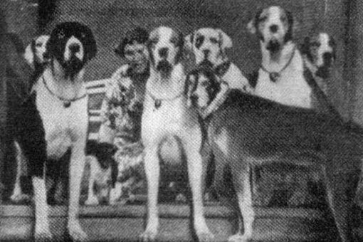 二战期间纳粹德国为何要教1000只狗说人话?