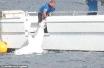 澳大利亚昆士兰州兰加塔海滩渔民撒网从海里捕捞起3米多长鲨鱼进行捕杀