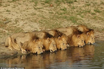 津巴布韦万基国家公园狮子数目激增 呼吁动物组织接收狮子
