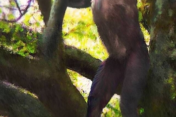 “像人又像猿的古猿化石被发现”能证明进化论错误吗？