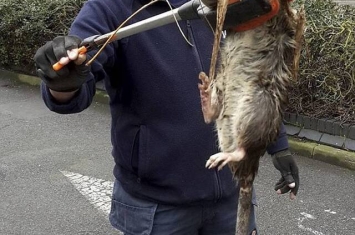 英国伦敦惊见11kg巨鼠