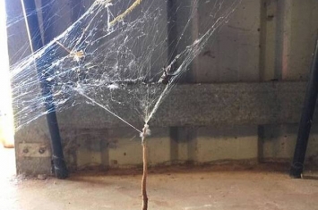 澳大利亚西部一户家庭后院毒蛇落入蜘蛛网无法脱身