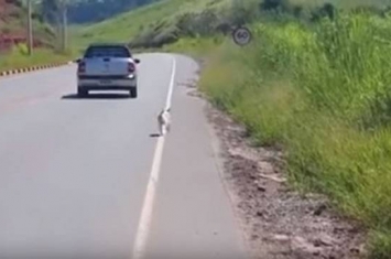 巴西花色小狗遭主人载到公路边弃养 愤怒网友看完影片后前往事发地点将它带回家